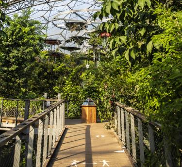 Canopy Walkway in Rainforest Biome at Eden Project